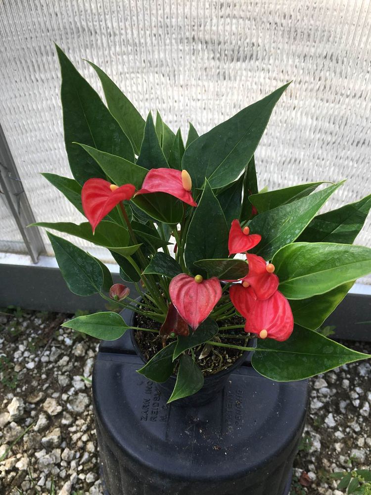 anthurium-million-flower-red