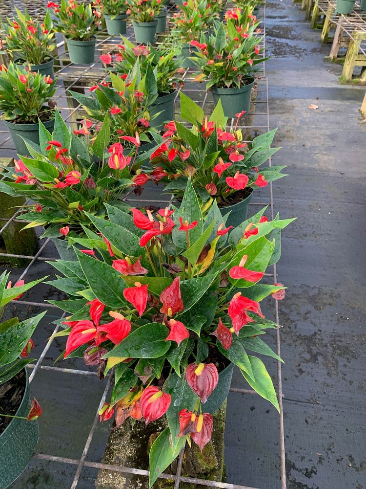 anthurium-million-flower-red
