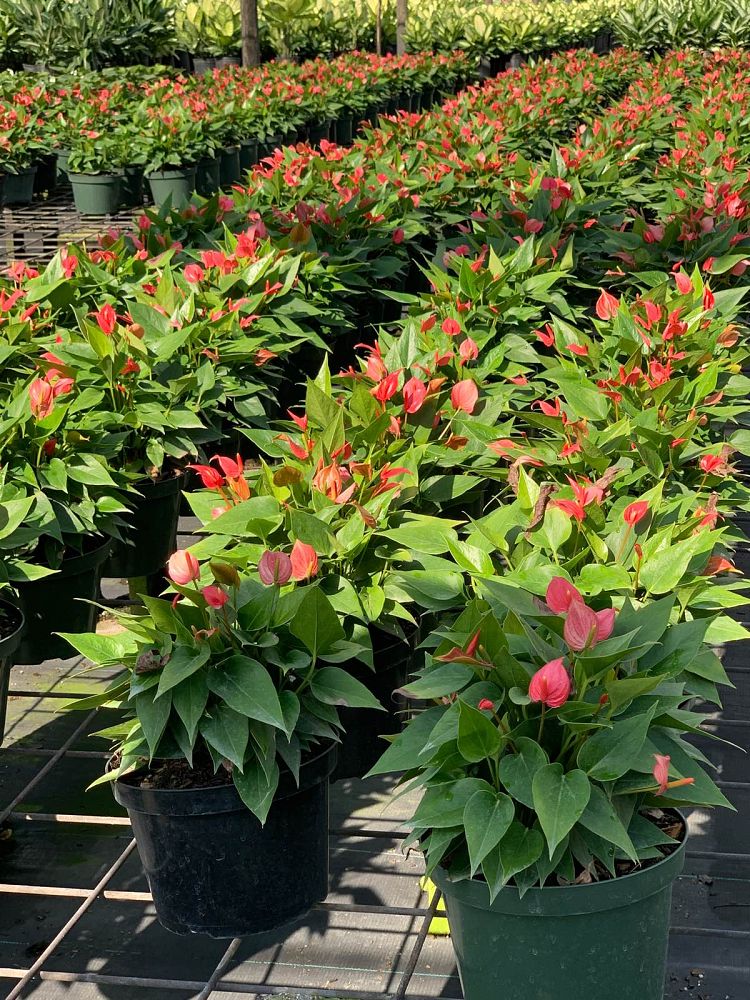 anthurium-million-flower-red