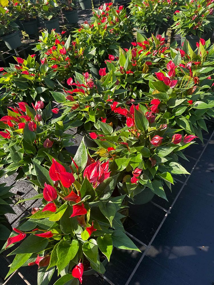 anthurium-million-flower-red