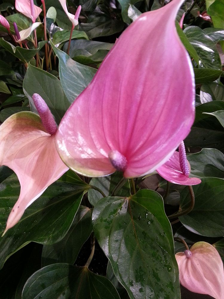 anthurium-miss-june-purple