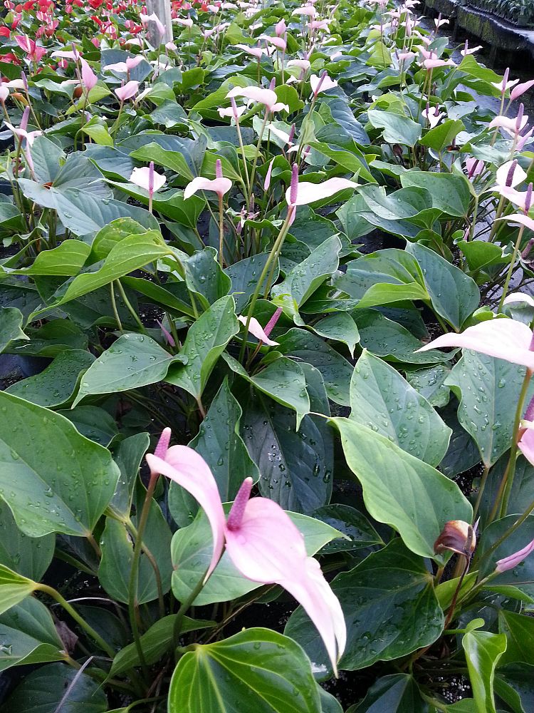 anthurium-miss-june-purple