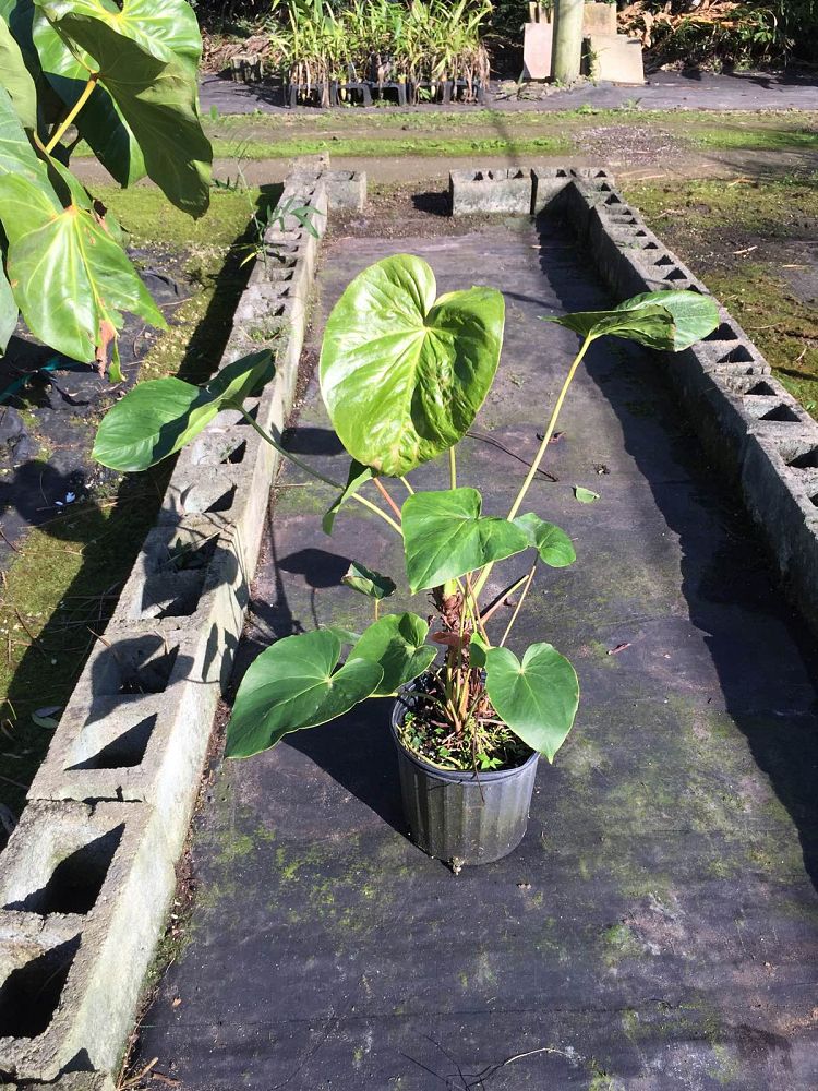anthurium-oaxaca