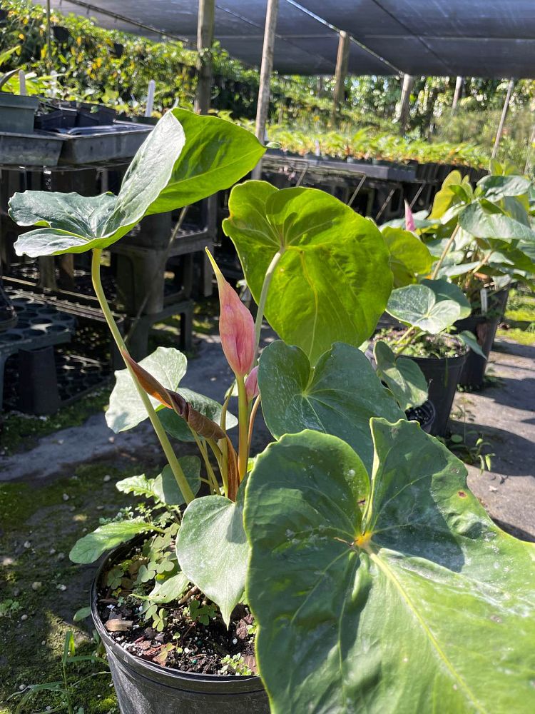 anthurium-oaxaca