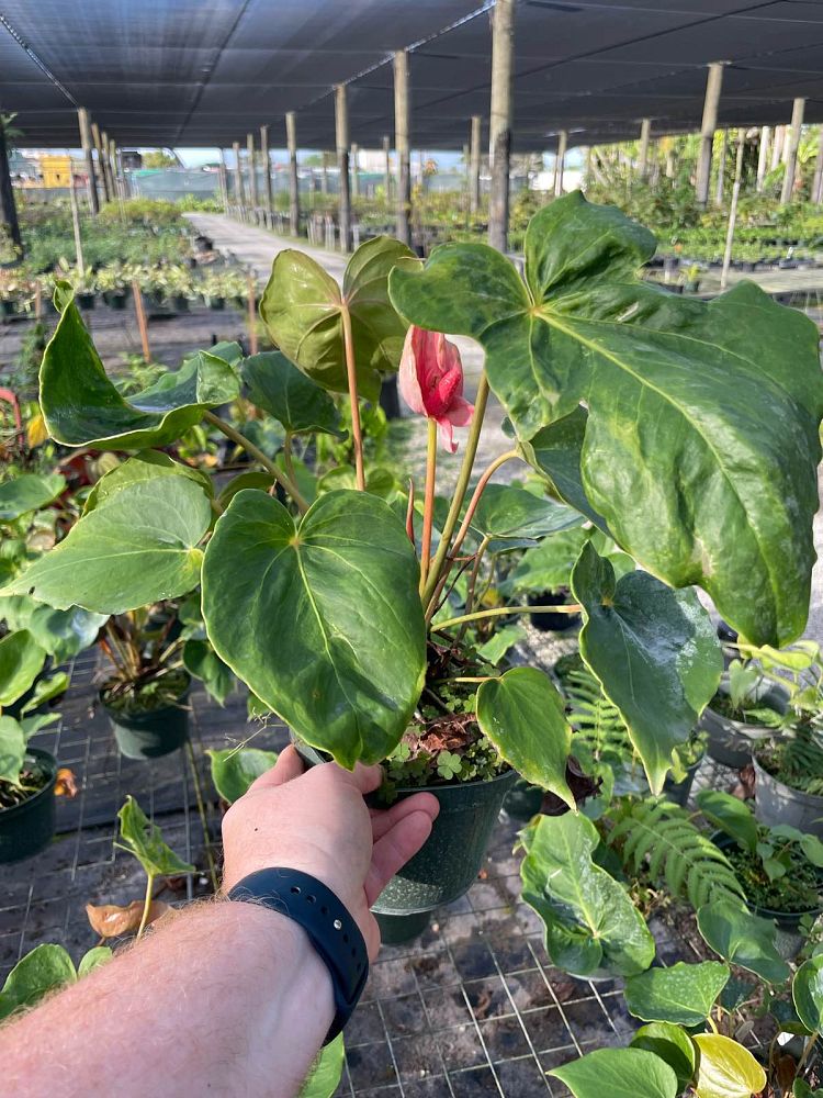 anthurium-oaxaca