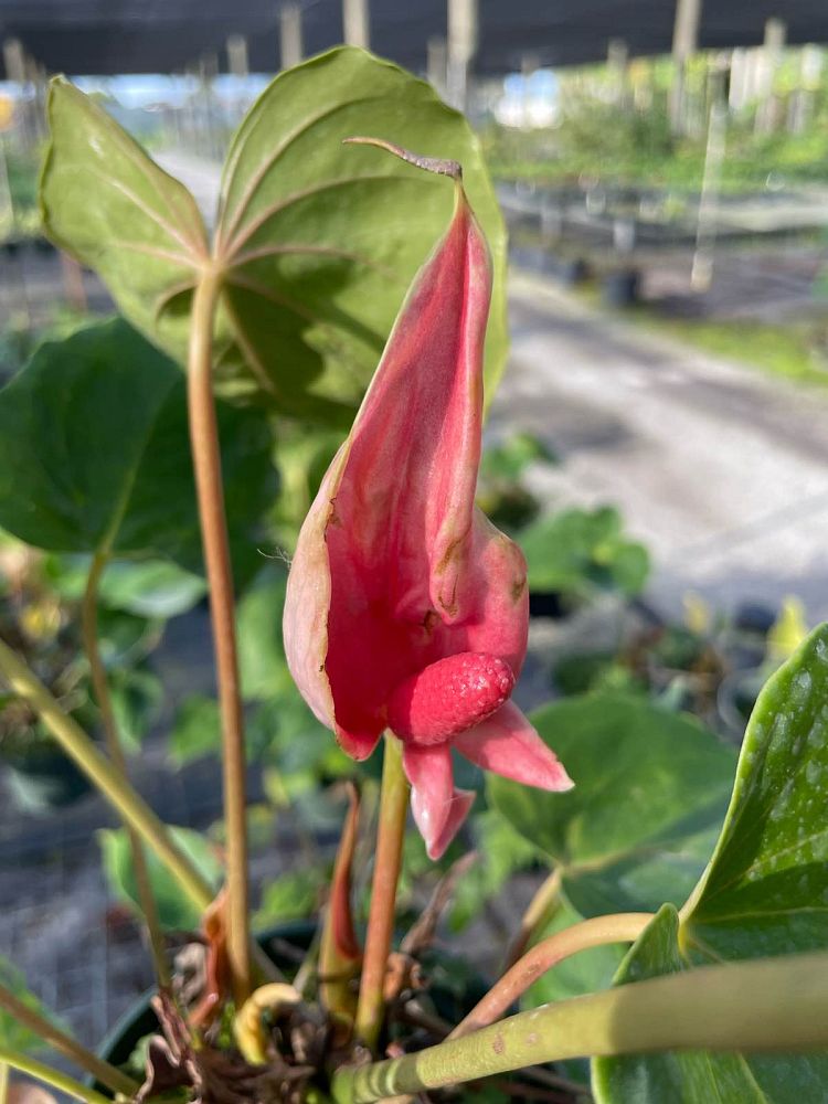 anthurium-oaxaca