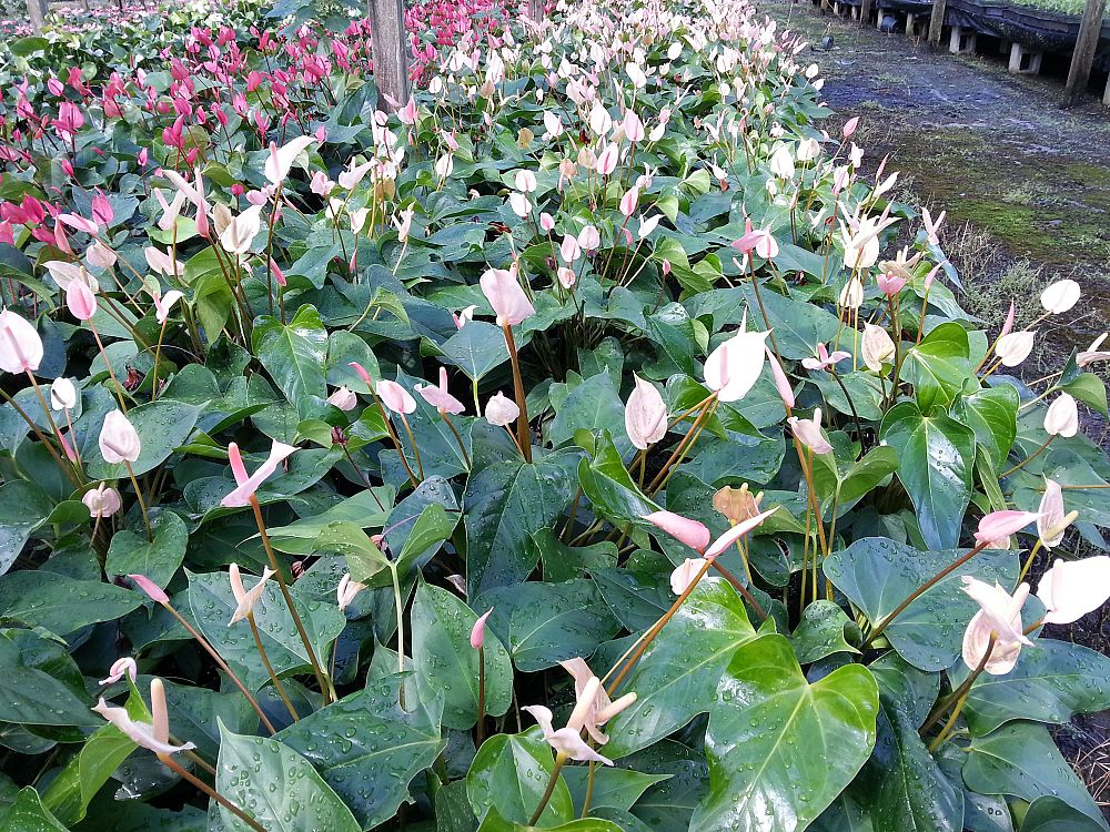 anthurium-orange-hot