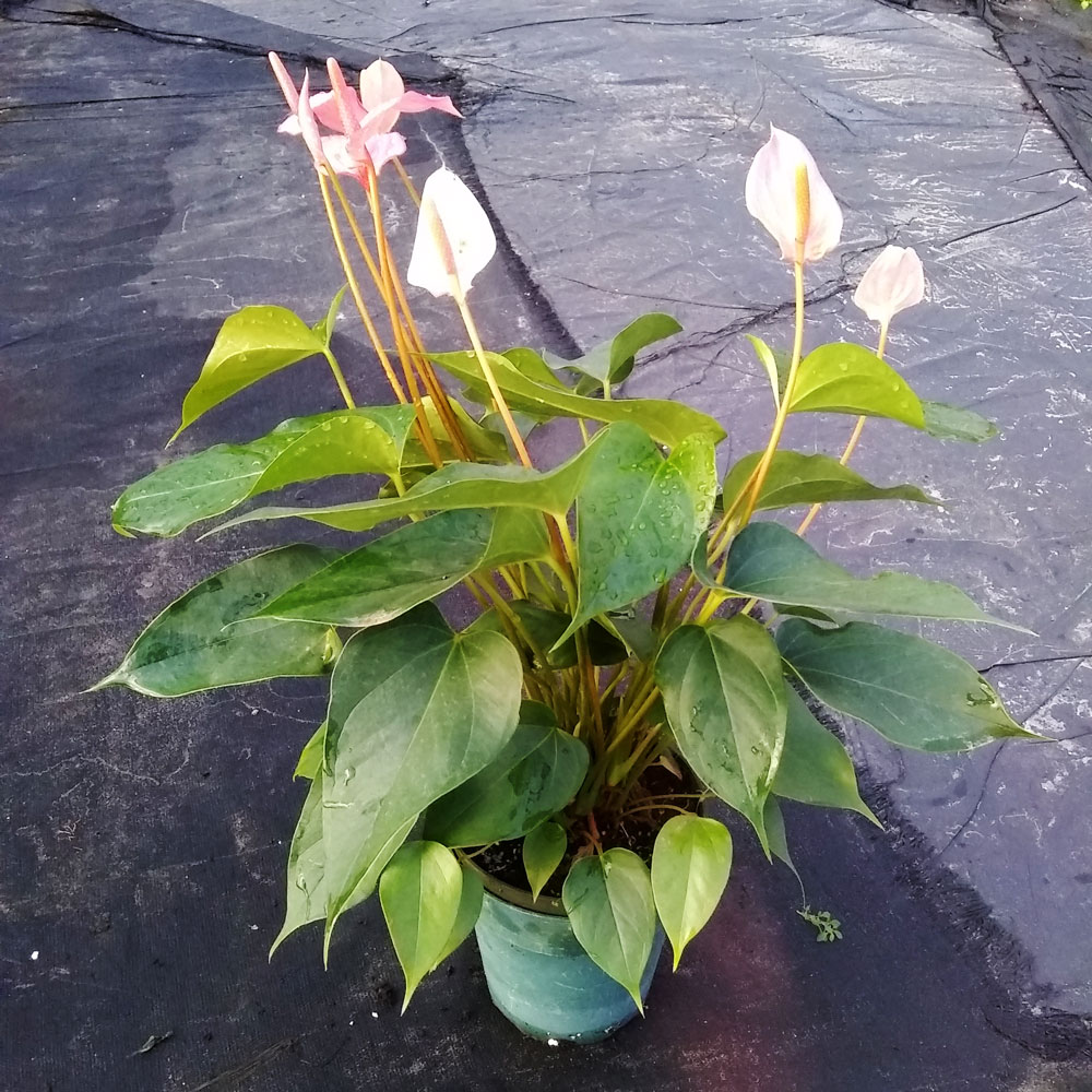 anthurium-orange-hot