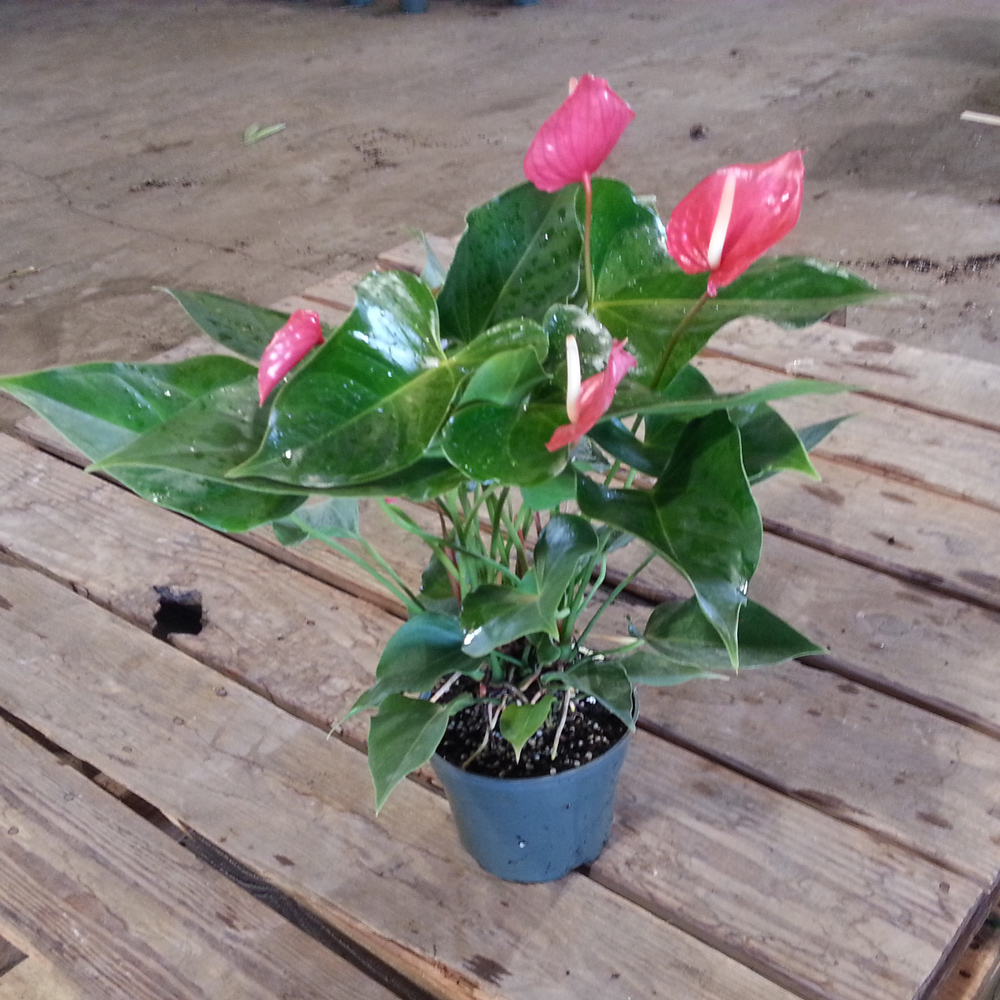 anthurium-pacora