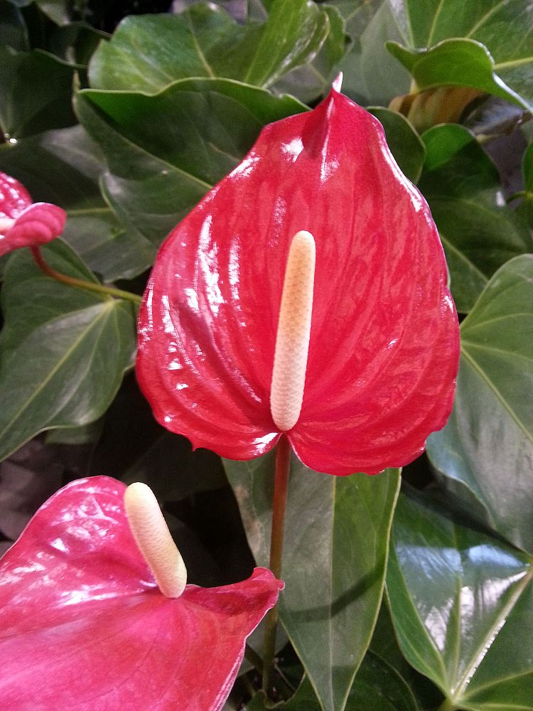 anthurium-pacora