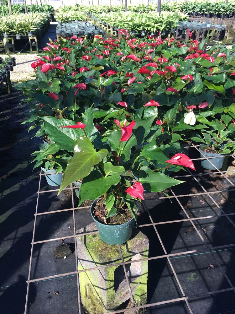 anthurium-pacora