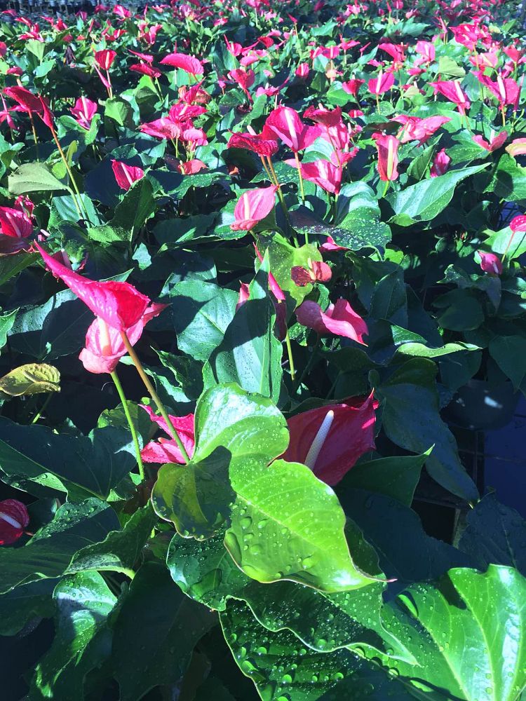 anthurium-pacora
