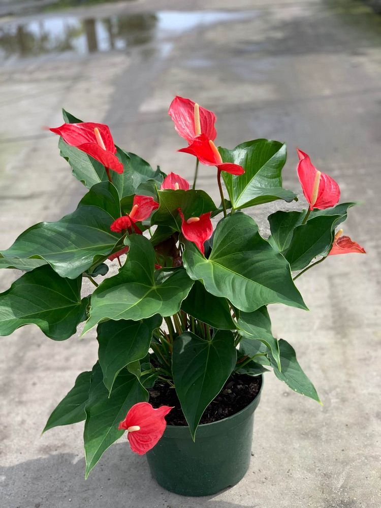 anthurium-pacora