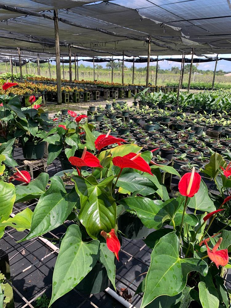 anthurium-pacora