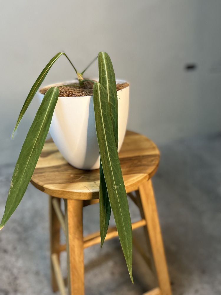 anthurium-pallidiflorum