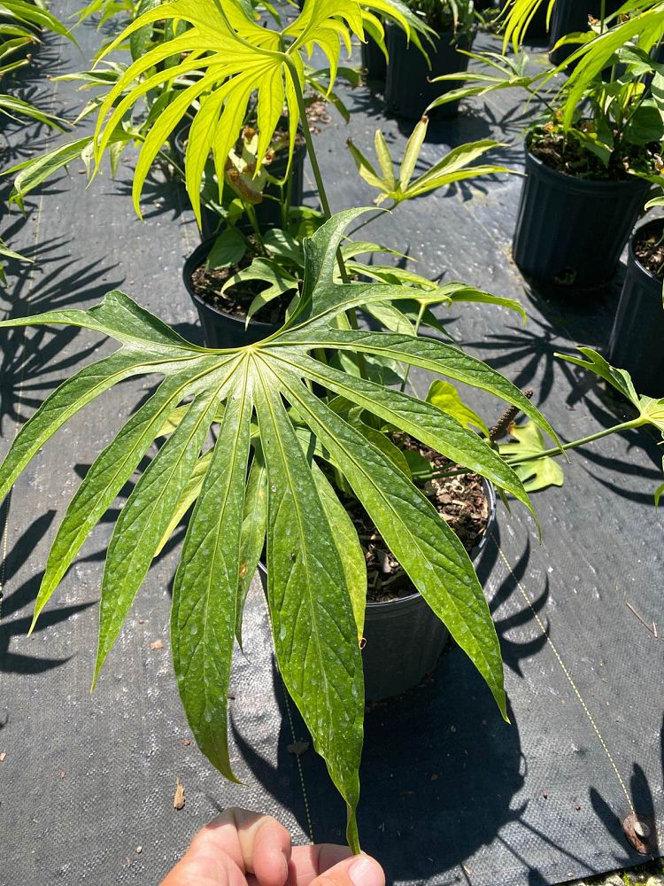 anthurium-pedatoradiatum