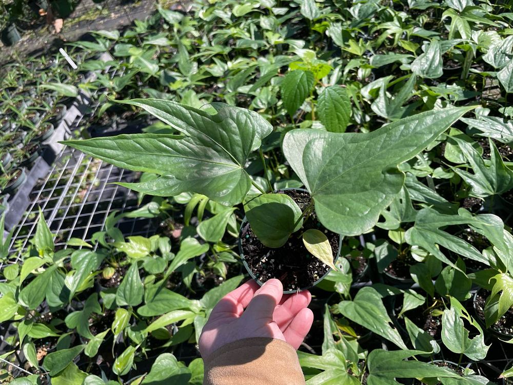 anthurium-pedatoradiatum