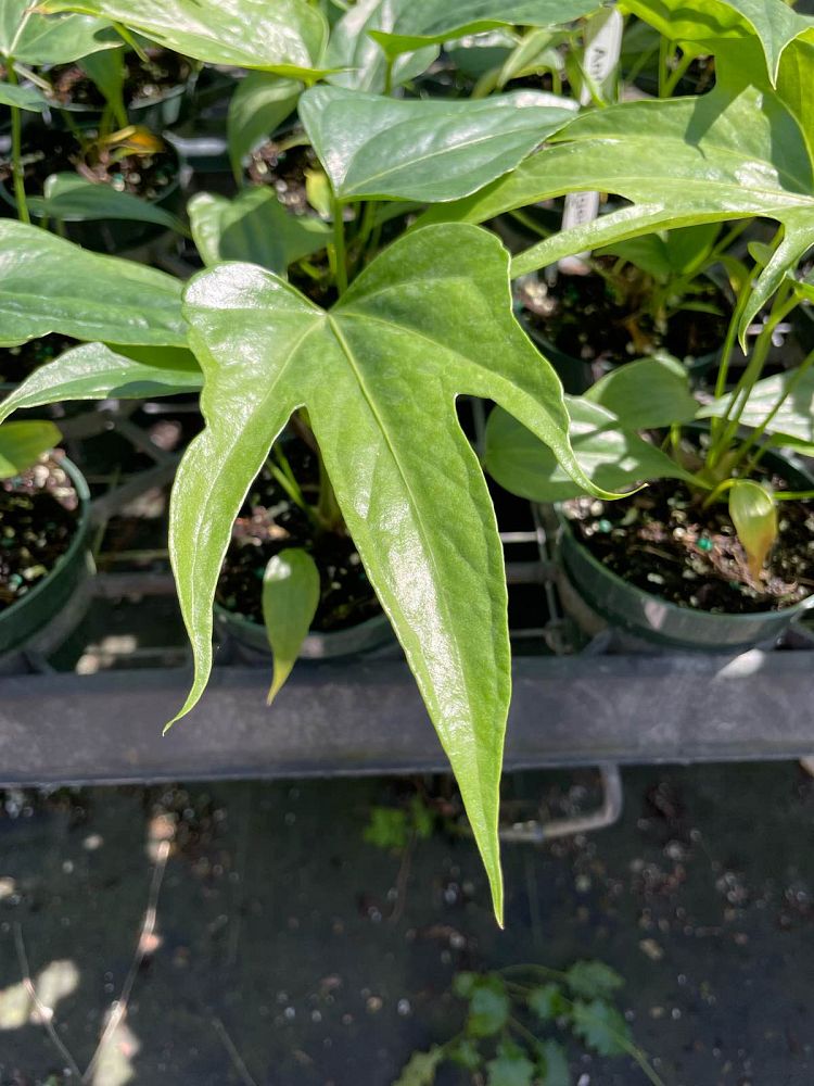 anthurium-pedatoradiatum