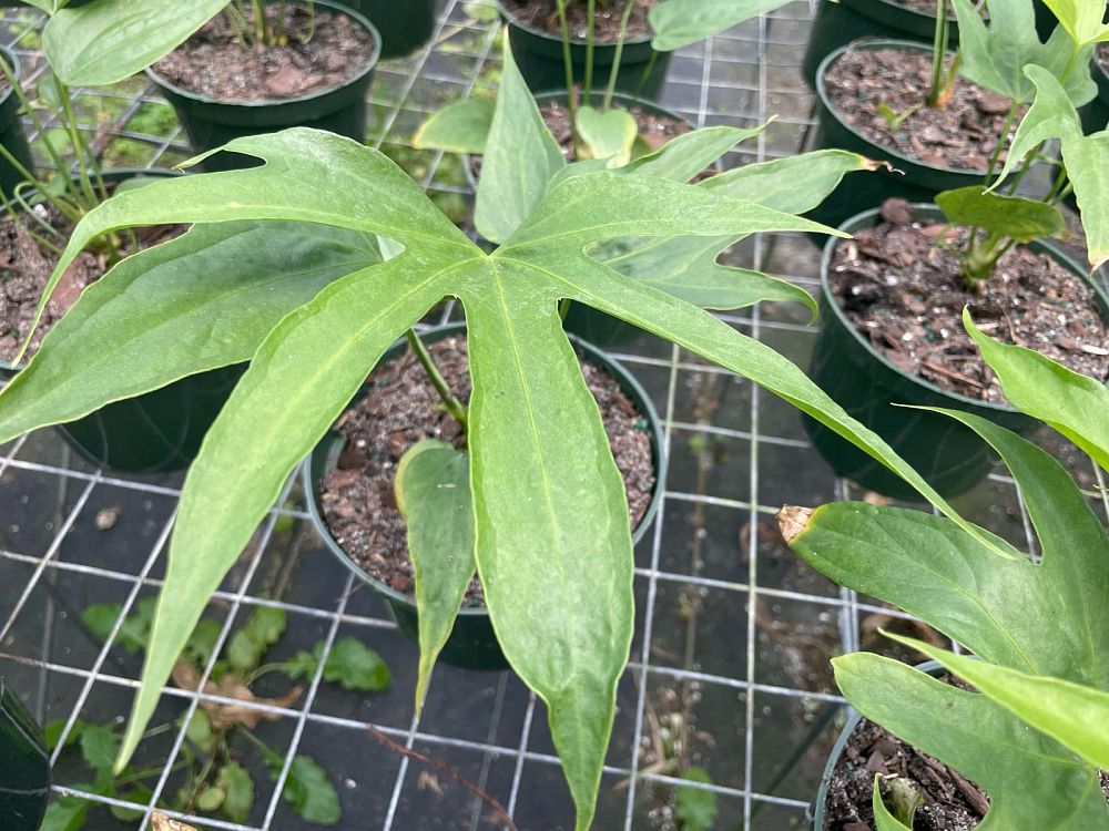 anthurium-pedatoradiatum