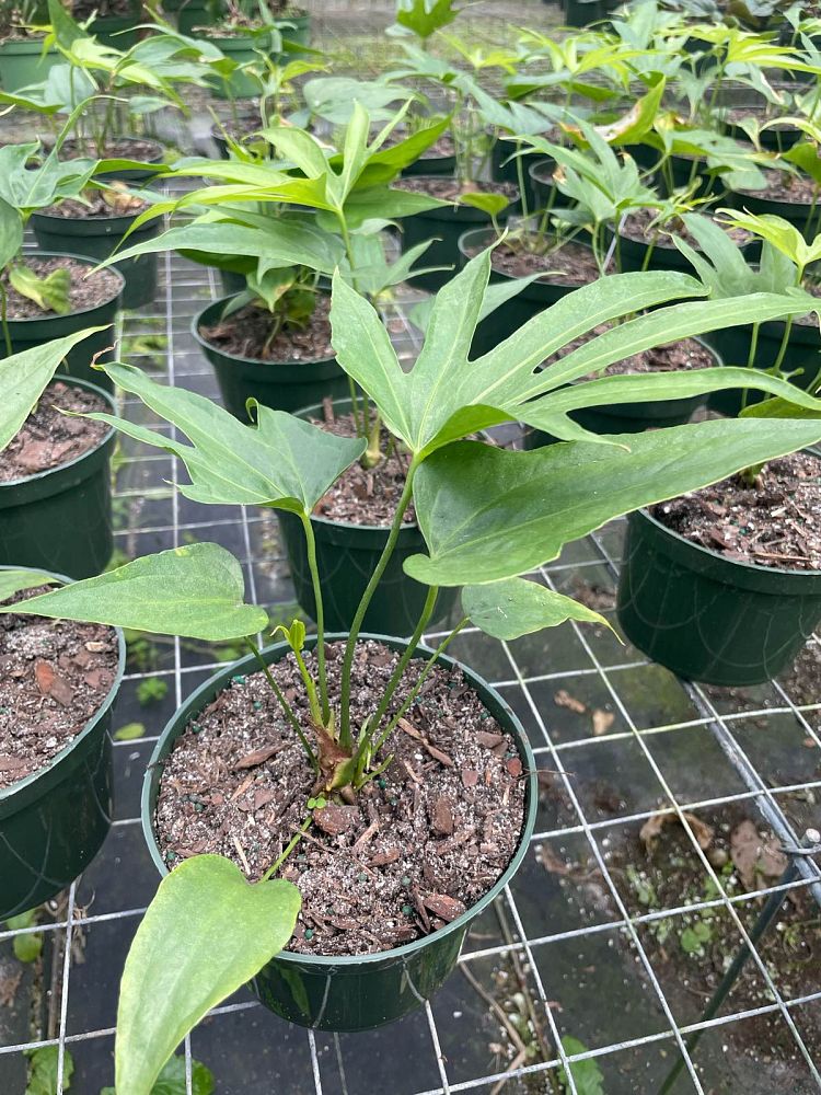anthurium-pedatoradiatum