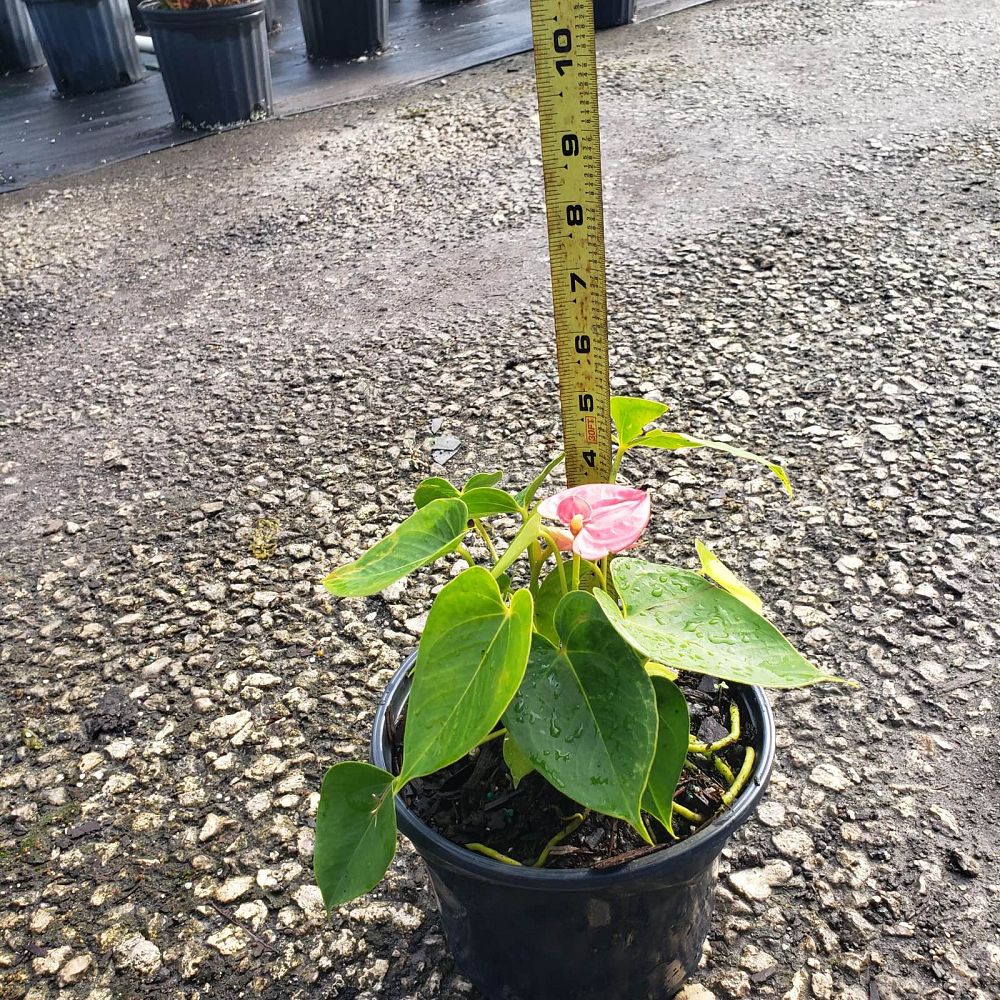 anthurium-pinkleyi