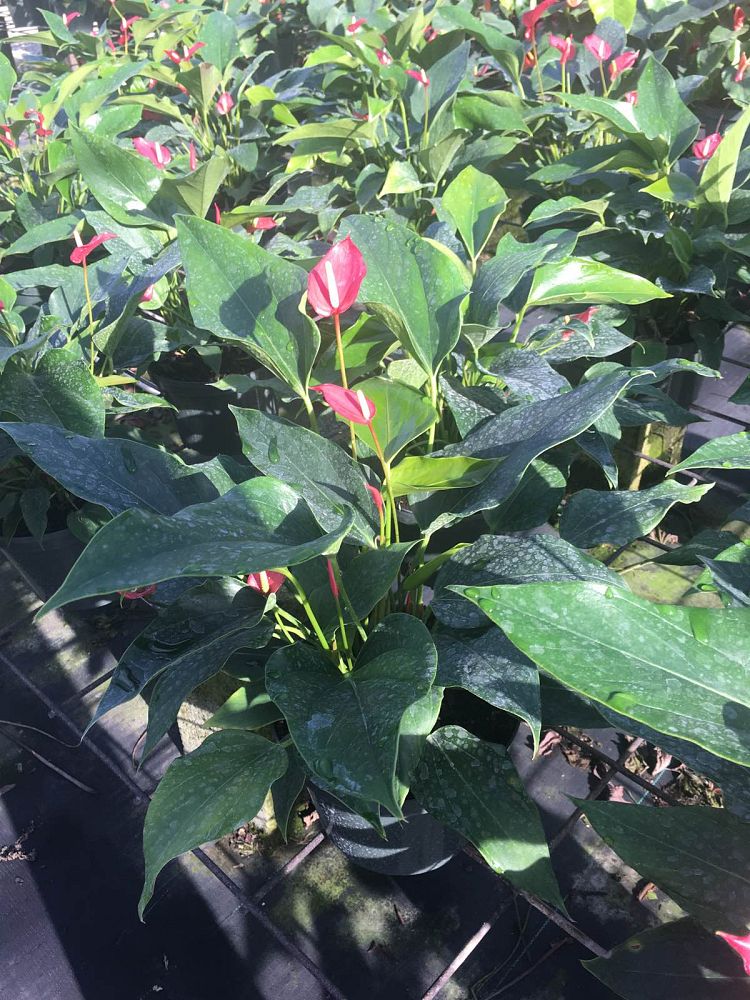 anthurium-pizzazz