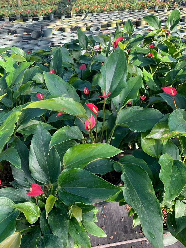 anthurium-pizzazz