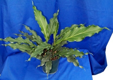 anthurium-plowmanii-fruffles