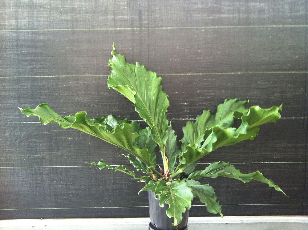 anthurium-plowmanii-fruffles