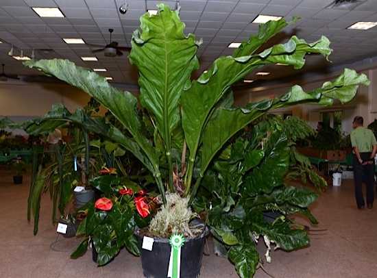 anthurium-plowmanii-fruffles