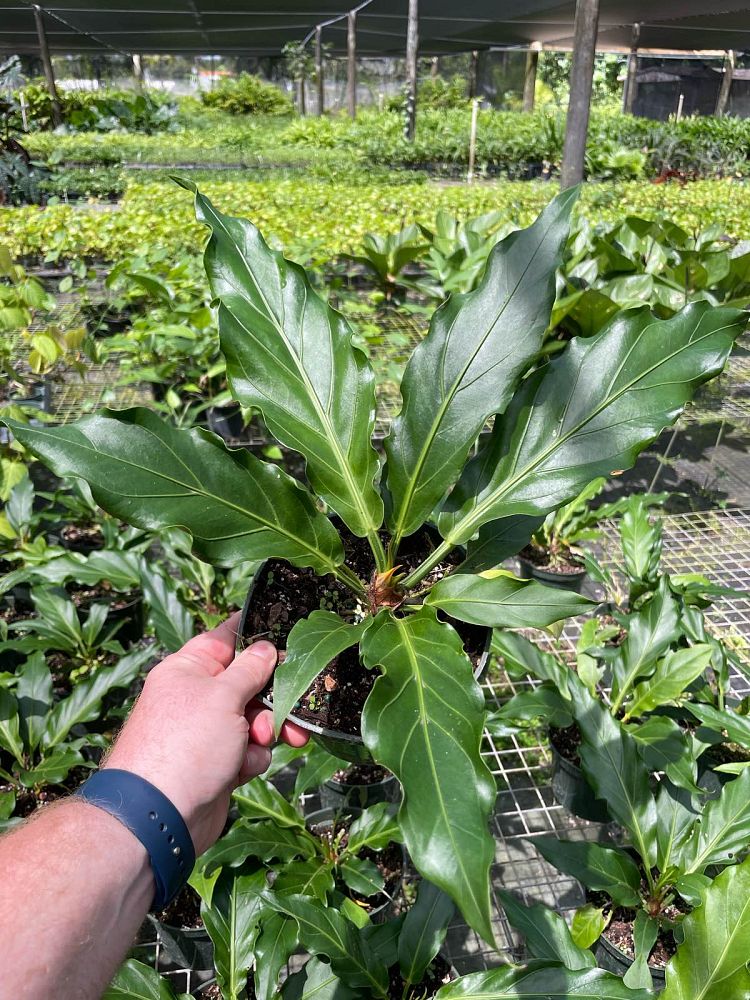 anthurium-plowmanii