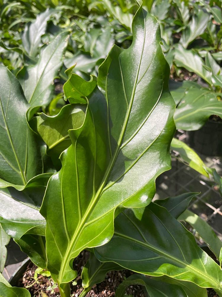 anthurium-plowmanii