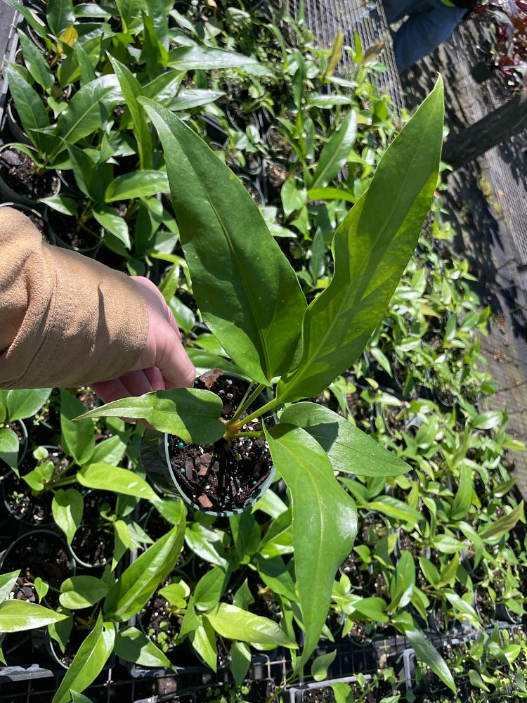 anthurium-plowmanii