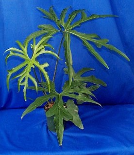 anthurium-podophyllum