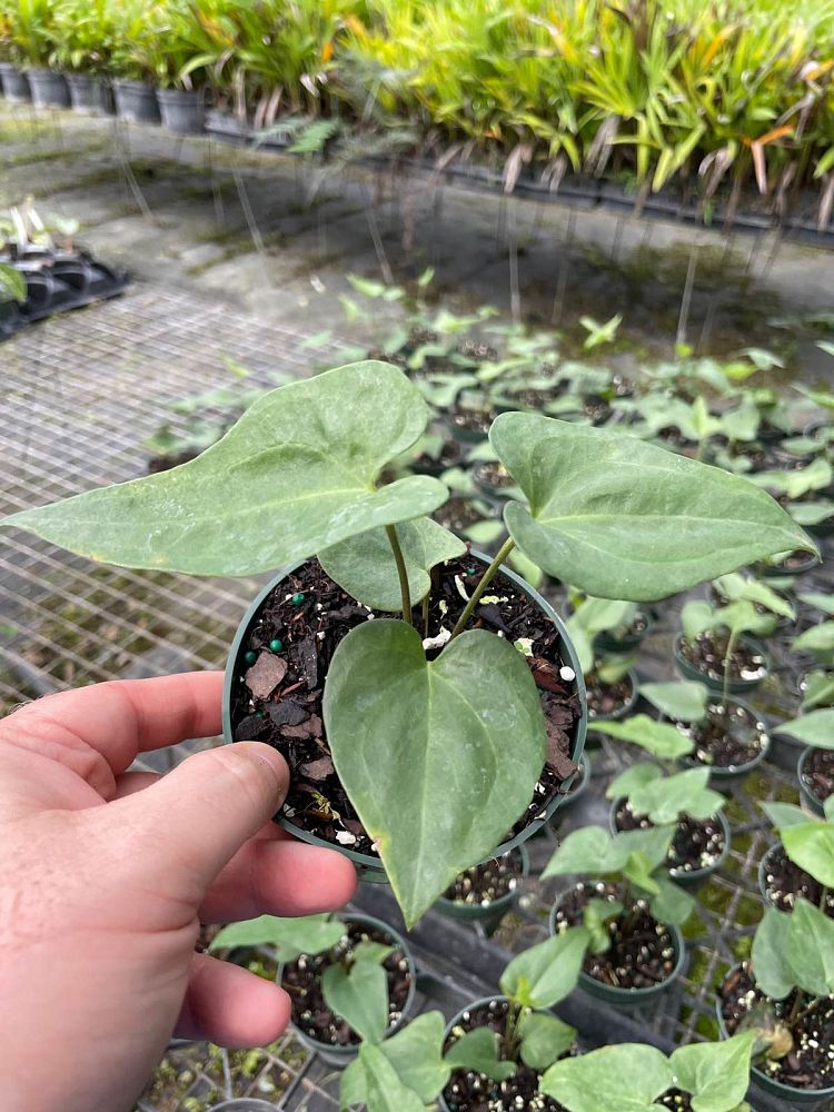 anthurium-podophyllum