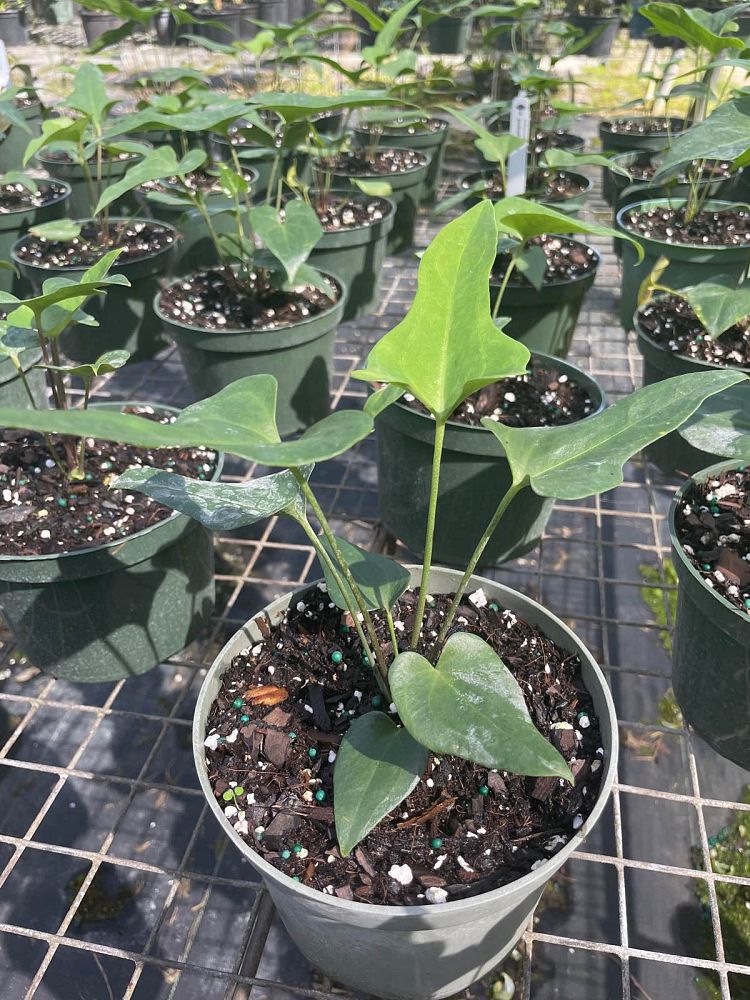 anthurium-podophyllum
