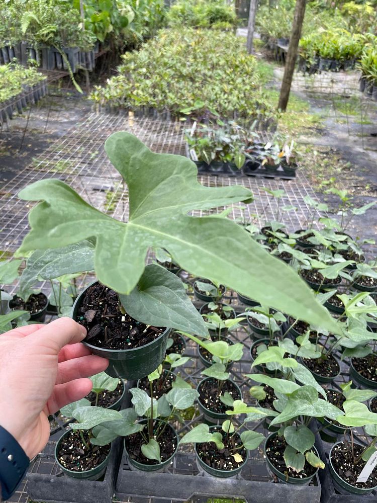 anthurium-podophyllum