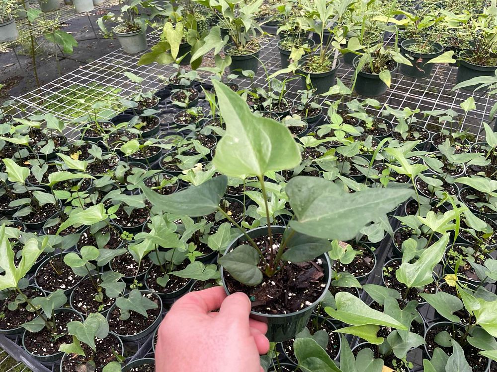 anthurium-podophyllum