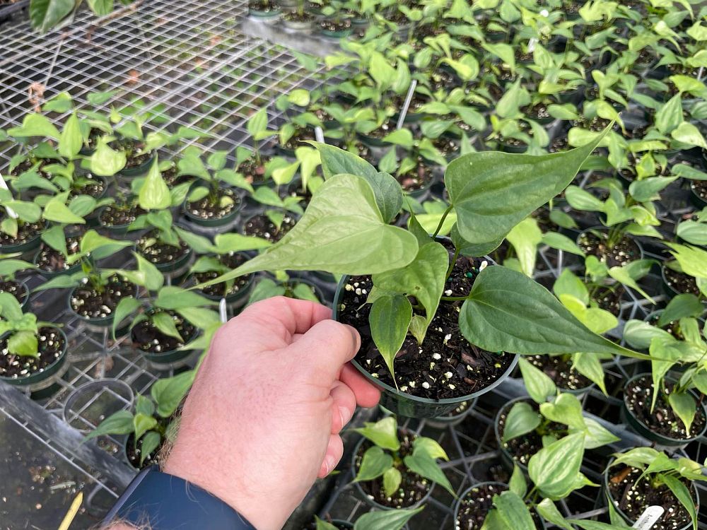 anthurium-podophyllum