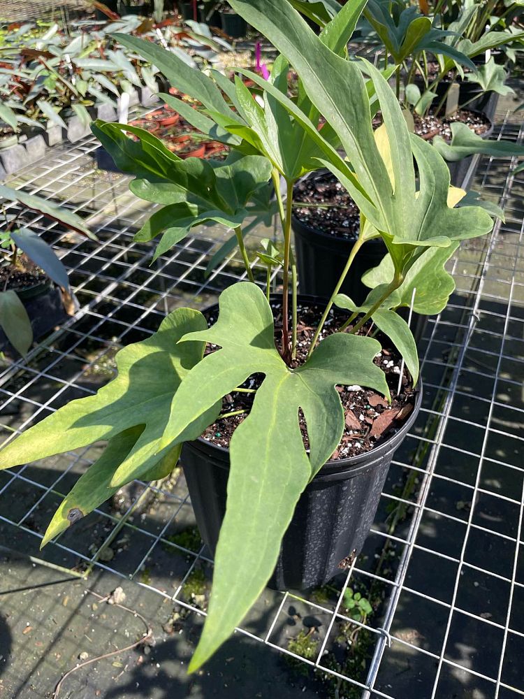anthurium-podophyllum