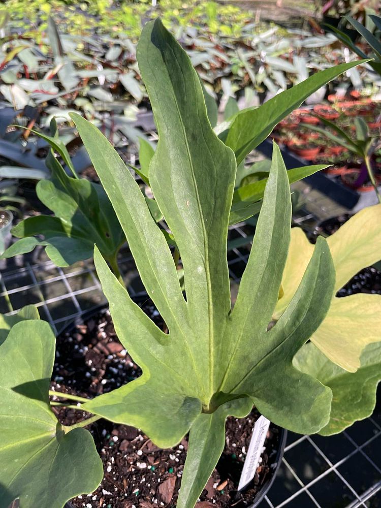 anthurium-podophyllum