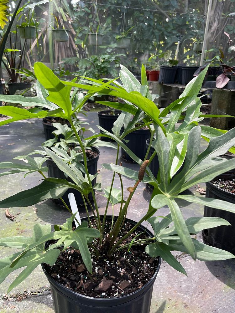 anthurium-podophyllum