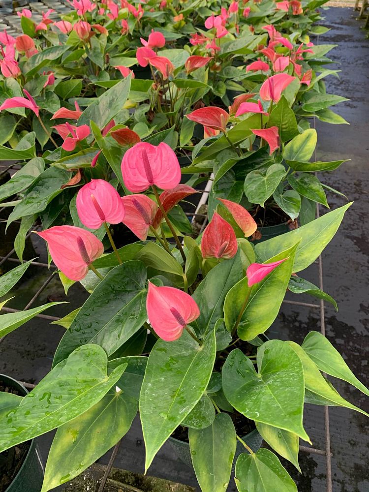 anthurium-princess-alexia-glorious