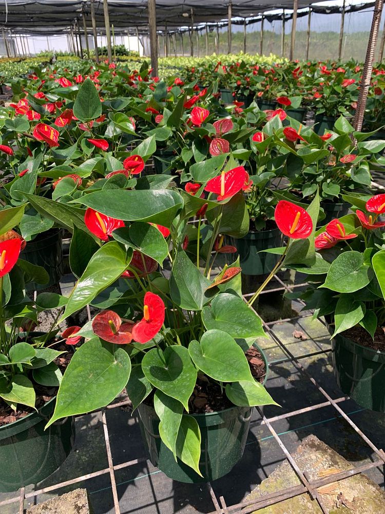 anthurium-princess-alexia-glorious