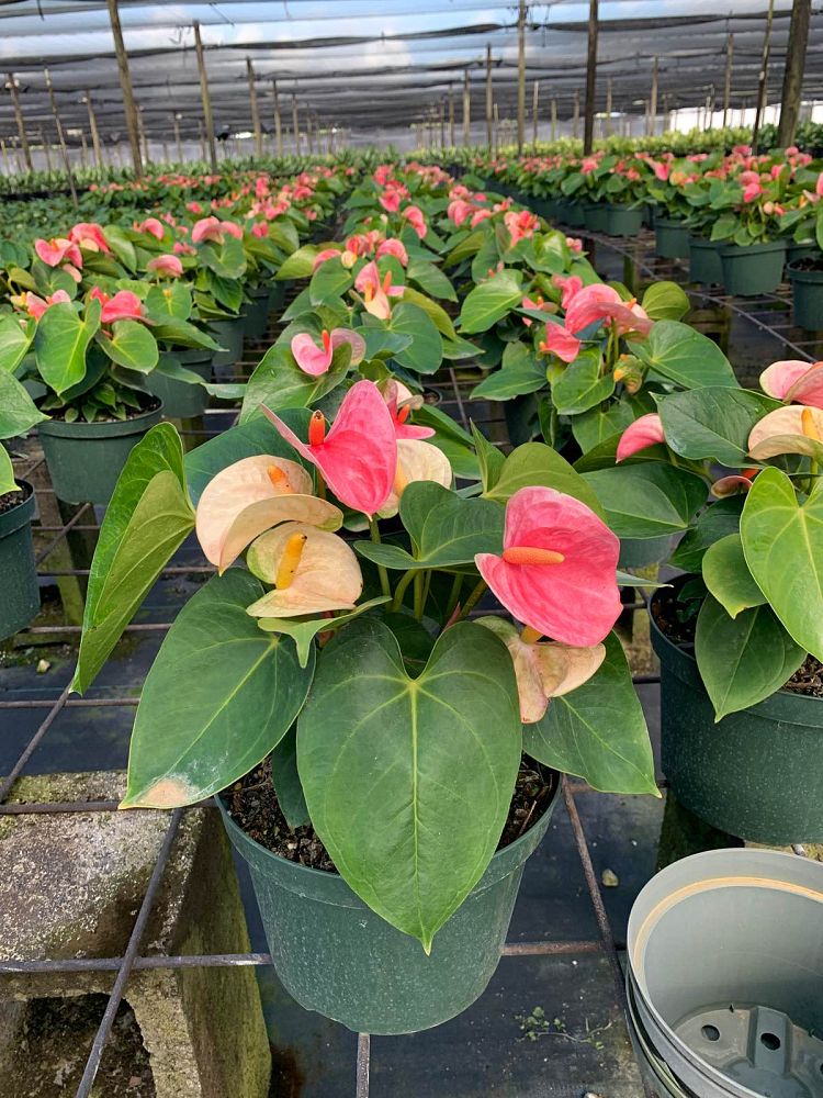 anthurium-princess-alexia-glorious