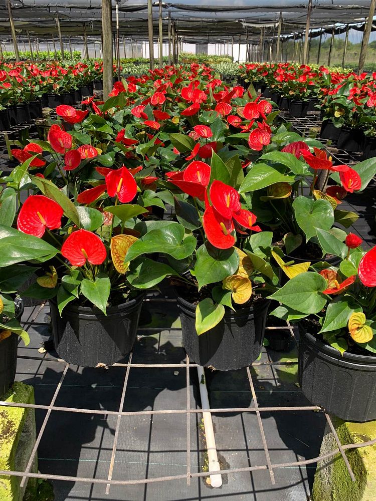 anthurium-princess-ariane-glossy