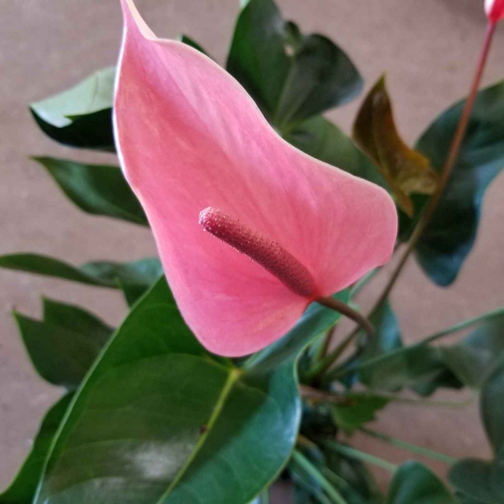 anthurium-princess