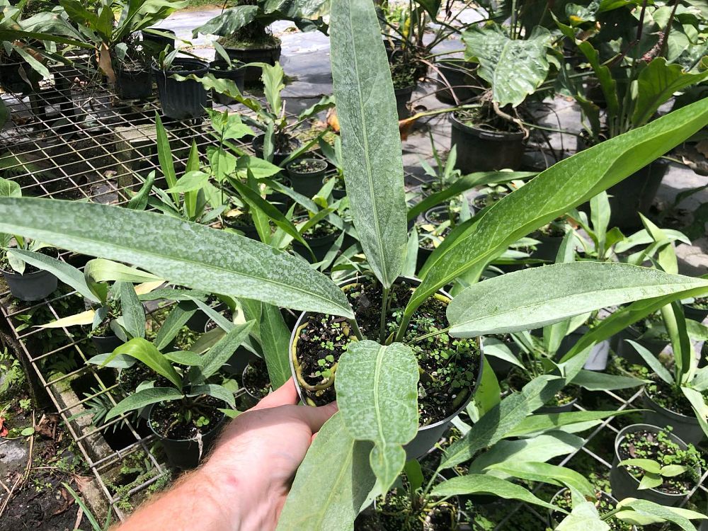 anthurium-pseudospectabile