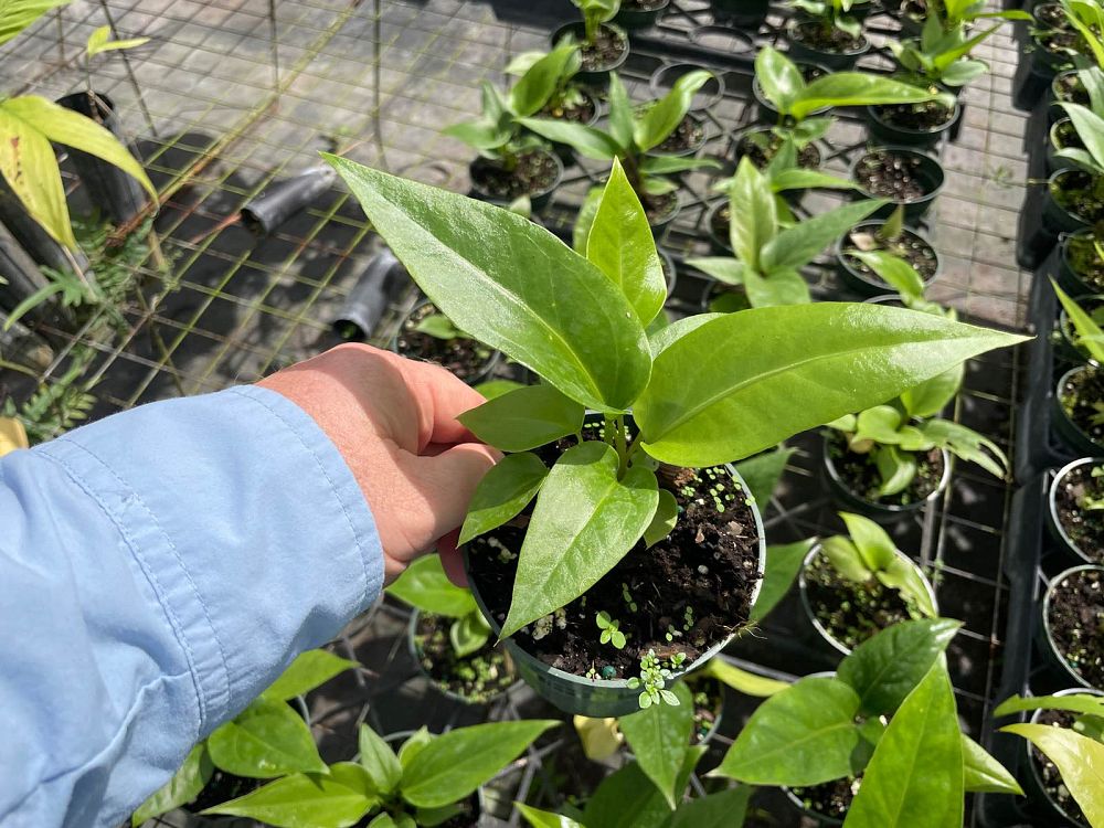 anthurium-pseudospectabile