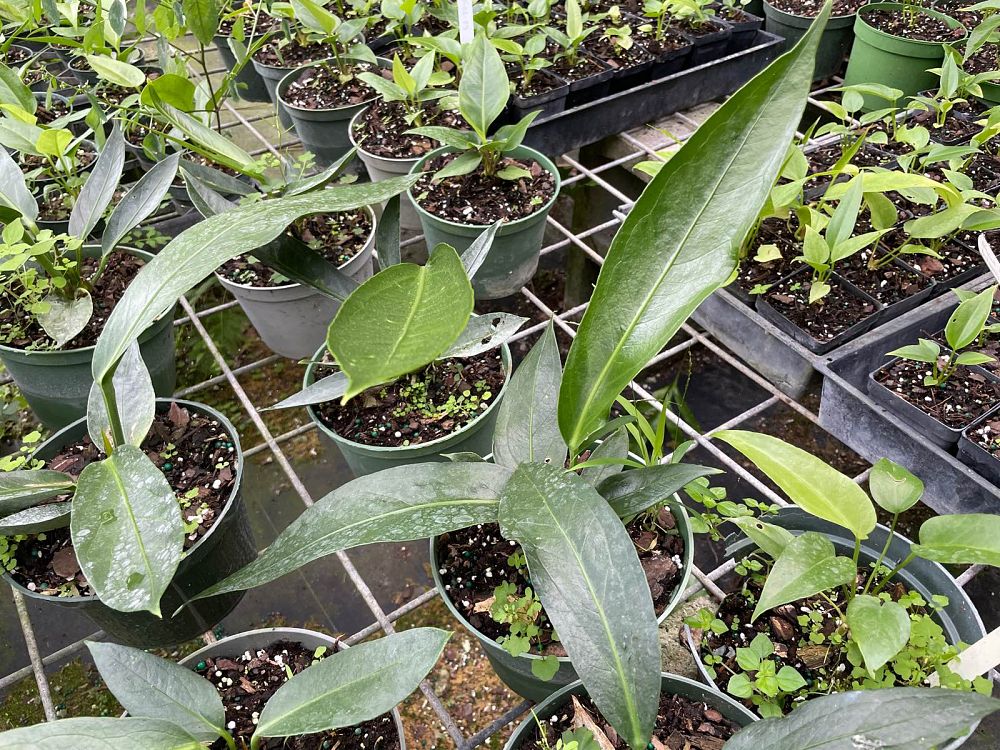 anthurium-pseudospectabile